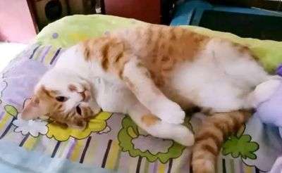 怎樣分辨貓咪過敏癥狀？